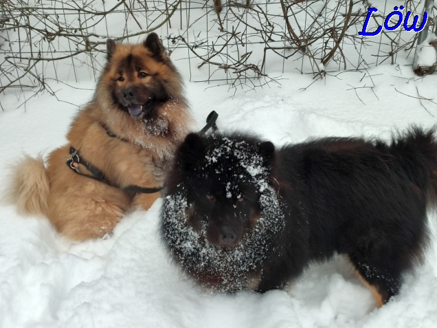 21.1.2023 - Dwix und Howard im Jännerschnee